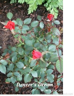 'Denver's Dream™ (Miniature, Saville, before 1994)' rose photo