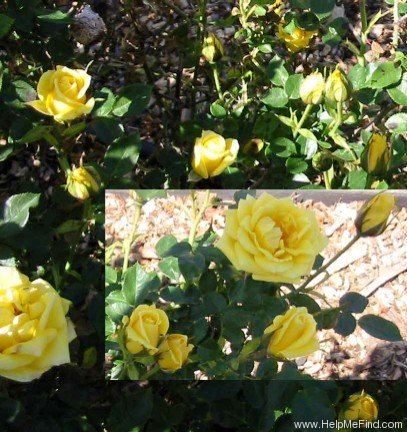 'Dorola ®' rose photo
