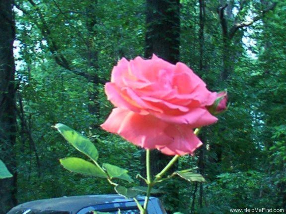 'Americana (hybrid tea, Boerner, 1960)' rose photo