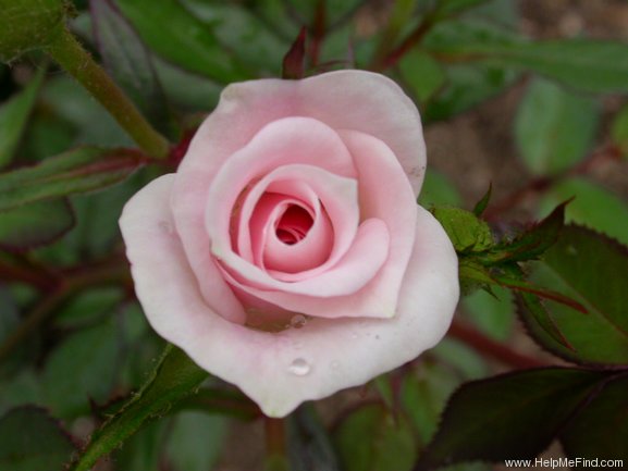 'Amy Grant' rose photo