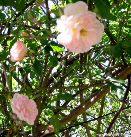'Daniel Lacombe' rose photo