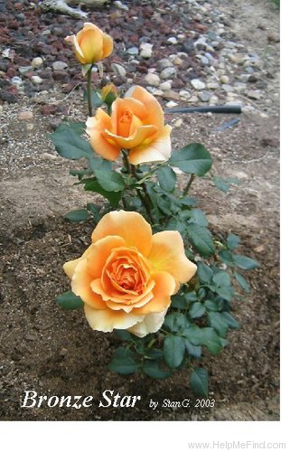 'Bronze Star ™ (hybrid tea, Weeks, 2000)' rose photo