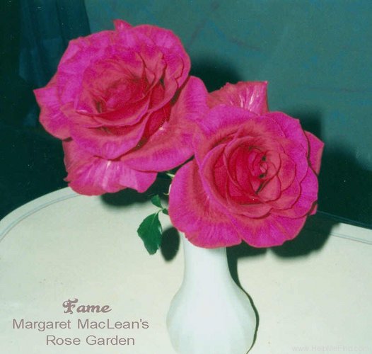 'Fame '98' rose photo