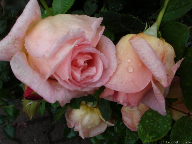 'Johanna Thuillard ®' rose photo