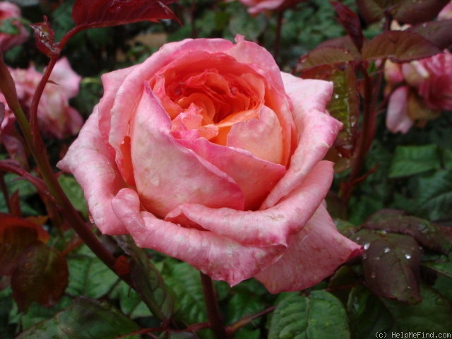 'Apricot Sensation' rose photo