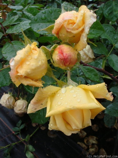 'ShowMotion ®' rose photo