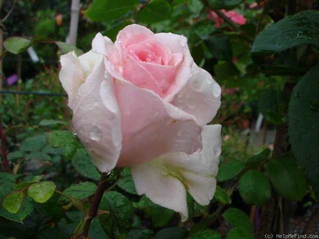 'Mark Twain (grandiflora, Huber, 2000)' rose photo
