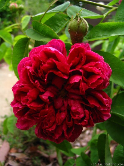 'Rose du Roi (portland, Lelieur, 1812)' rose photo