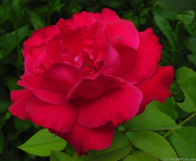 'Dame de Coeur' rose photo