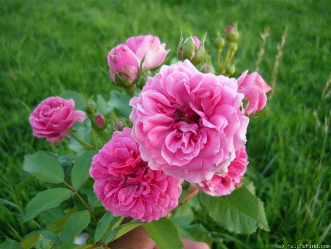 'Elmshorn' rose photo