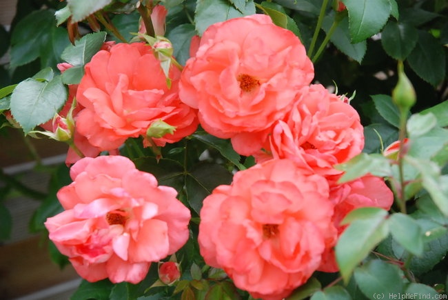 'Münchner Kindl' rose photo