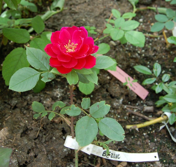 'Bezruc' rose photo