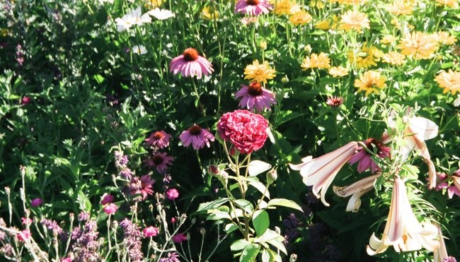 'Thorngrower's garden' , click to enlarge 'Thorngrower's garden'  photo