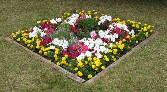 'Amy the Impatient Rose Grower'  photo