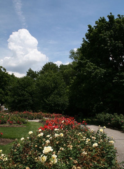 'Columbus Park of Roses'  photo