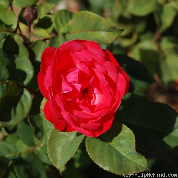'Dady ®' rose photo