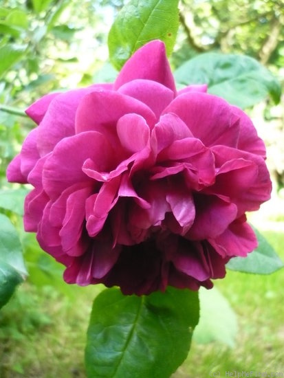 'The Dark Lady' rose photo