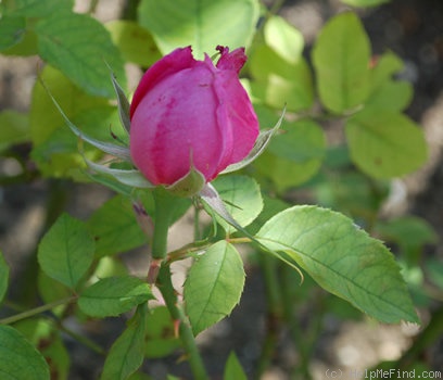 'Aristide Dupuy' rose photo