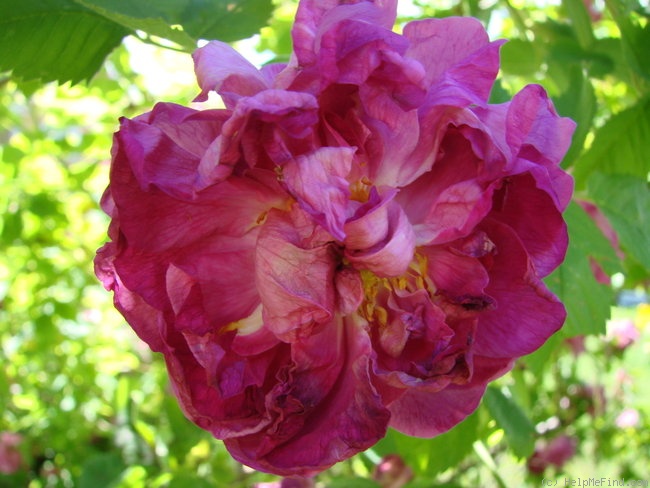 'Agatha (gallica, by 1799)' rose photo
