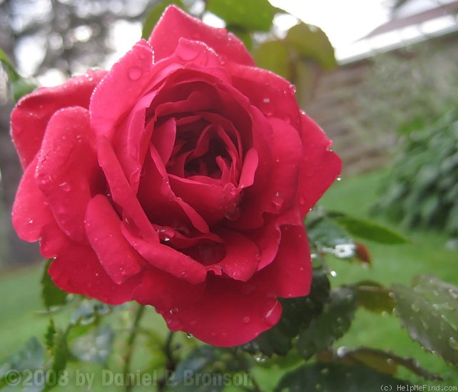 'Illusion (Kordesii, Kordes, 1961)' rose photo