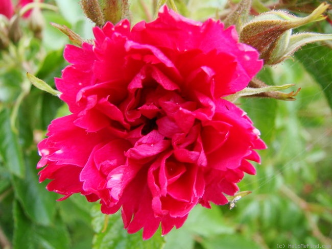 'Grootendorst Red' rose photo