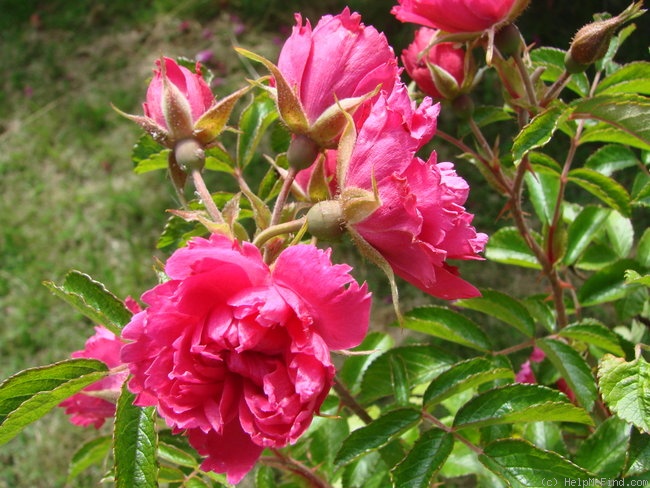 'Grootendorst Red' rose photo