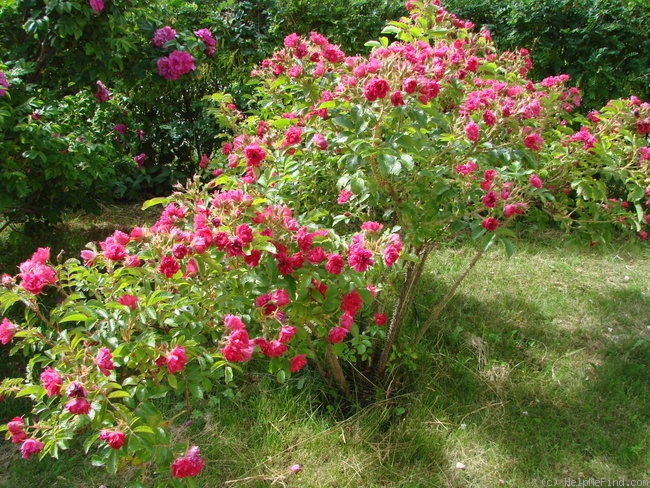 'Grootendorst Red' rose photo