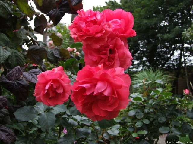 'Riberhus ™' rose photo