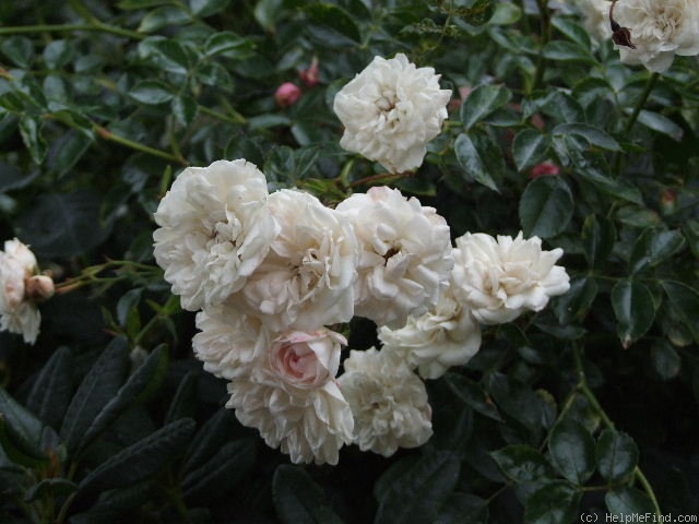 'Francine Austin' rose photo
