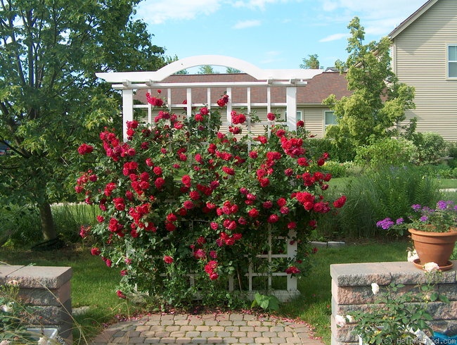 'Quadra' rose photo