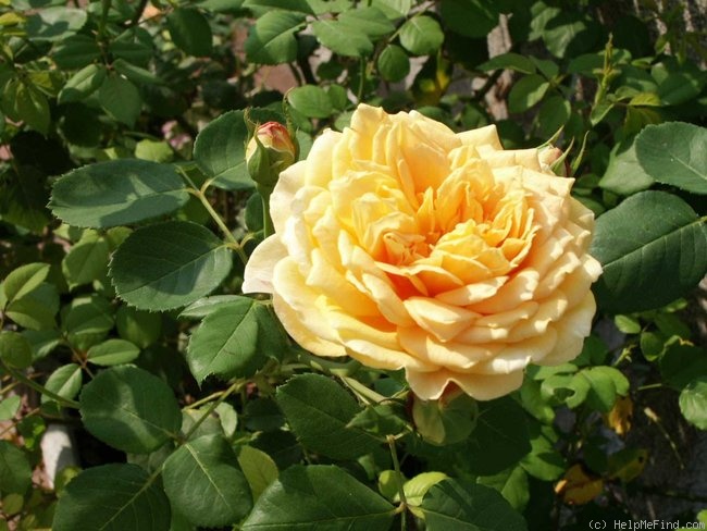 'Golden Celebration ™' rose photo