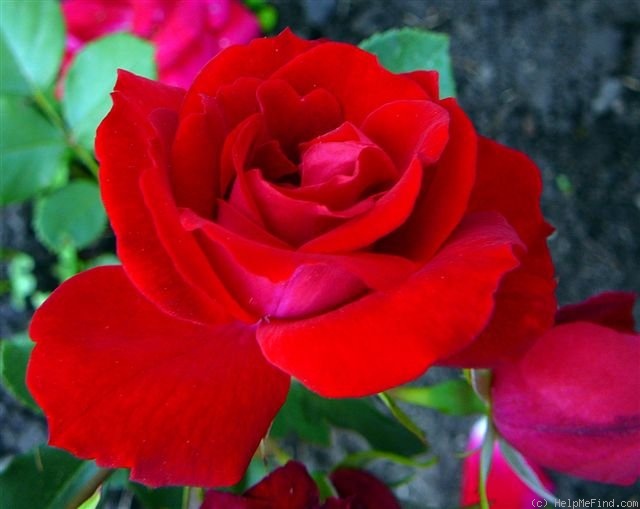 'Nicolas' rose photo