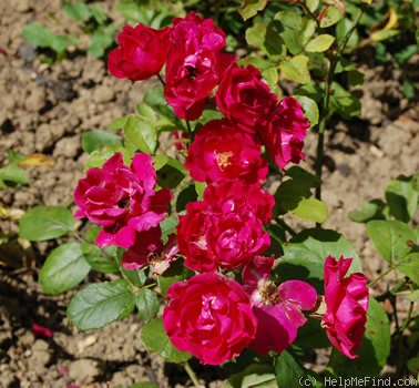 'Ami Léon Chenault' rose photo