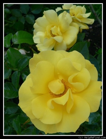 'Bayerngold ®' rose photo