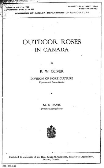 'Outdoor Roses in Canada'  photo