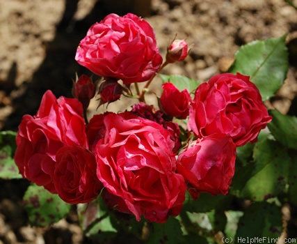 'Orange Sweetheart' rose photo