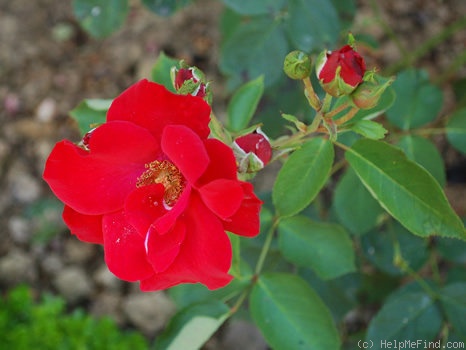'Cocorico (floribunda, Meilland, 1950)' rose photo