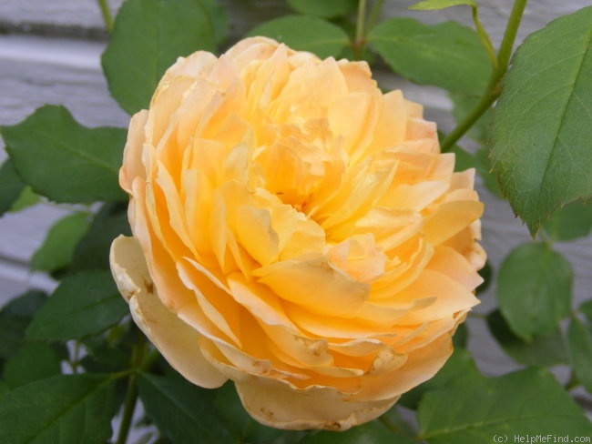 'Molineux' rose, click to enlarge 'Molineux' rose photo
