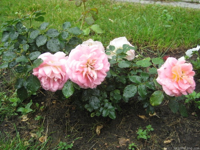 'Concerto (shrub, Meilland, 1995)' rose photo