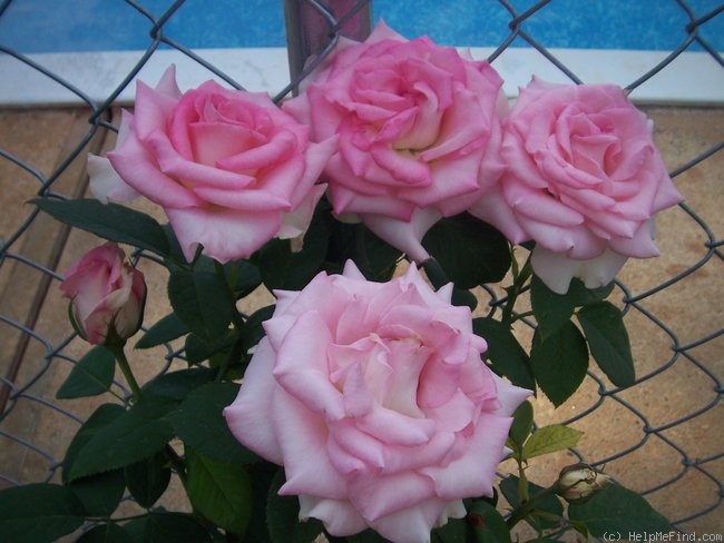 'Falling in Love ™' rose photo