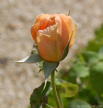 'Madame J.B. Croibier' rose photo