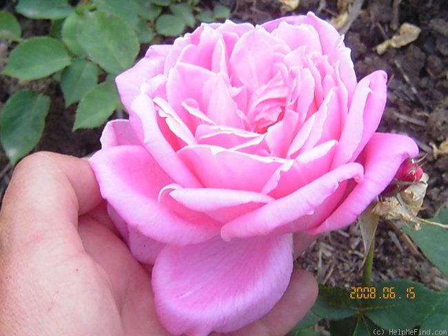 'Dr. Heinrich Lumpe' rose photo