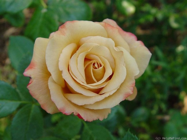 'Vendée Impériale ®' rose, click to enlarge 'Vendée Impériale ®' rose photo