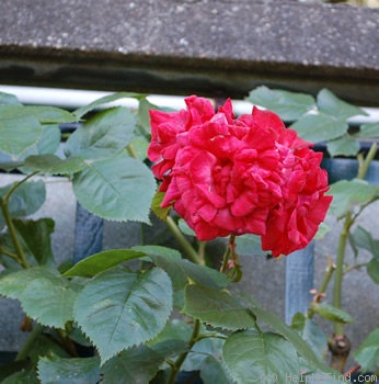 'Valenciennes' rose photo