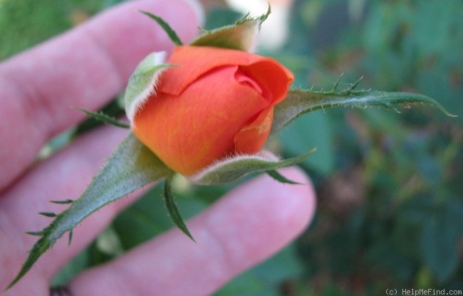 'Bronze Star ™ (hybrid tea, Weeks, 2000)' rose photo