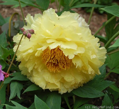 'Chromatella' peony photo