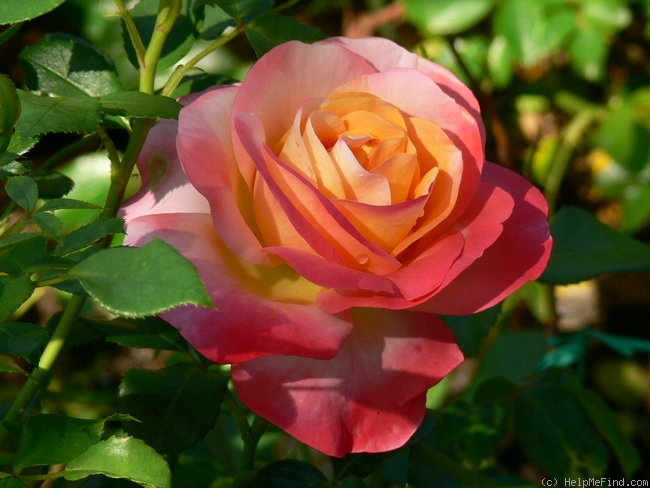 'Painted Moon' rose photo