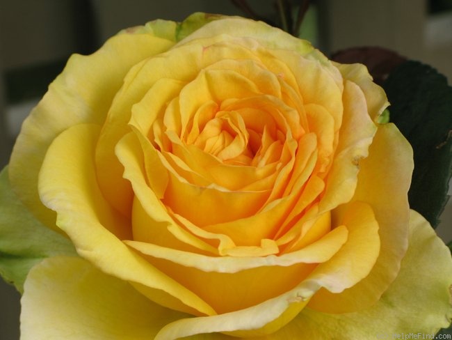 'St. Patrick ™ (hybrid tea, Strickland, 1986)' rose photo