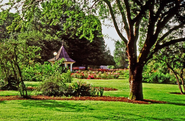 'Bush's Pasture Park, Rose Garden'  photo