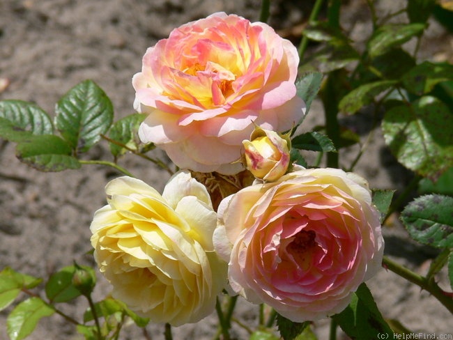 'Rosomane Janon ®' rose, click to enlarge 'Rosomane Janon ®' rose photo